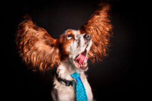 Cocker Spaniel-raza mediana-perro lengua afuera