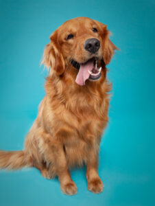 golden retriver