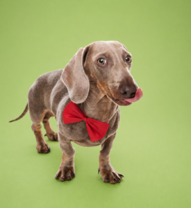 fotografia-de-mascotas