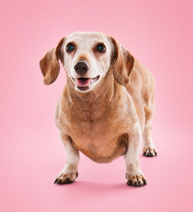 fotografia-de-mascotas