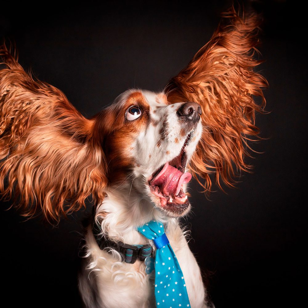 Cocker Spaniel-raza mediana-perro lengua afuera