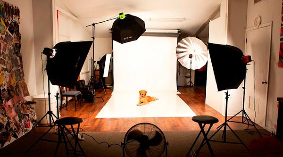 sesion-de-fotos-mascotas-captura-la-belleza-de-tu-fiel-companero-2